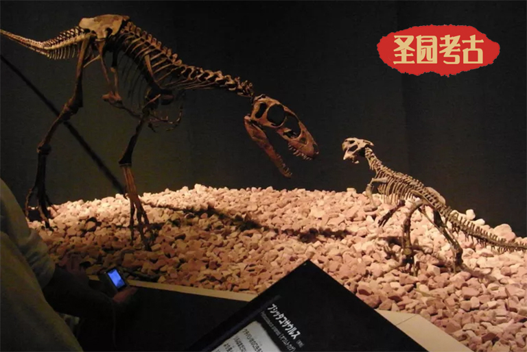 五大最佳恐龙考古模型