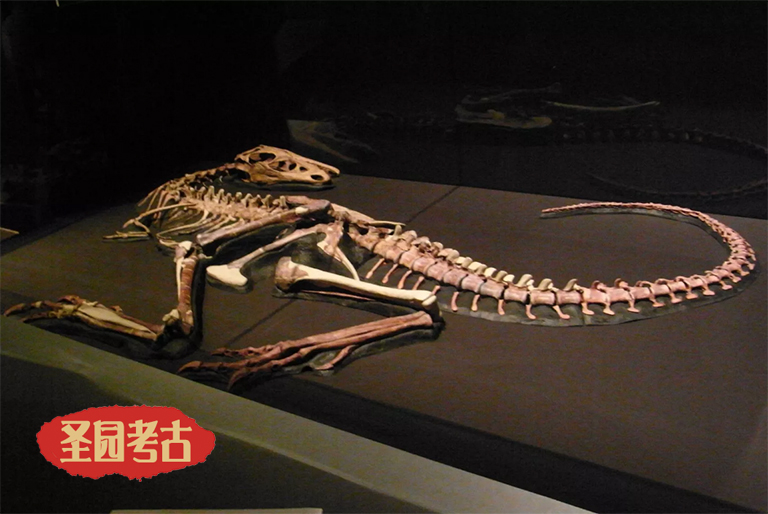 北京圣园推荐的几种恐龙考古模型附恐龙名字