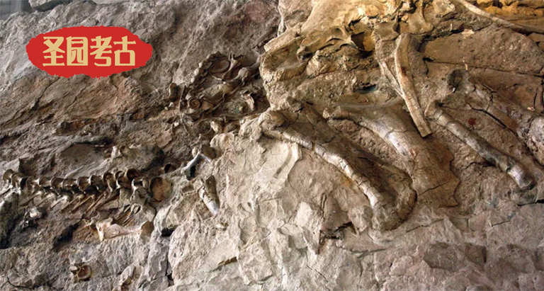 在恐龙考古模型厂家北京了解圣园美洲恐龙种类