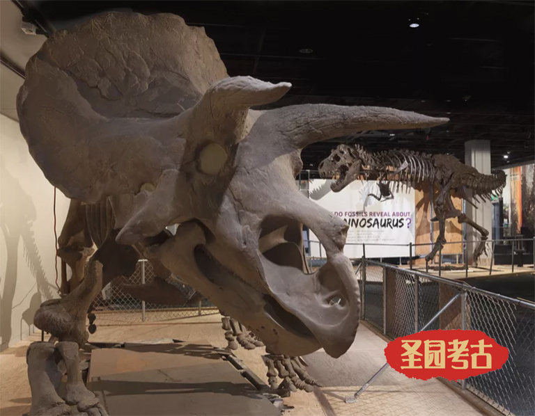10种名的中生代有角恐龙-恐龙考古模型又有新的素材了