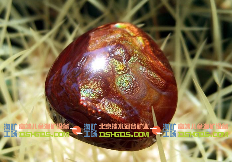 儿童淘矿科普.jpg 儿童淘矿科普