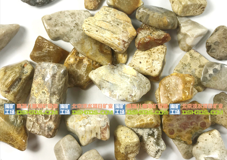 珊瑚玉化石