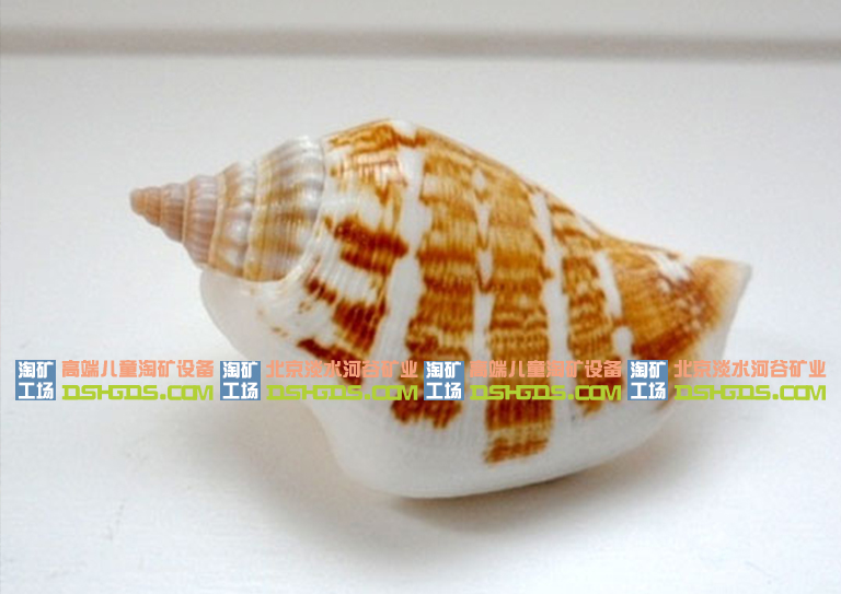 宝石沙包：来自大海的馈赠——神秘贝壳-宝石矿包