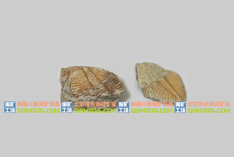 海百合茎化石