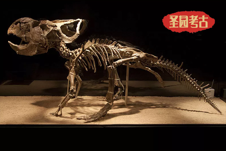 恐龙考古模型