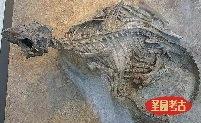 恐龙考古模型