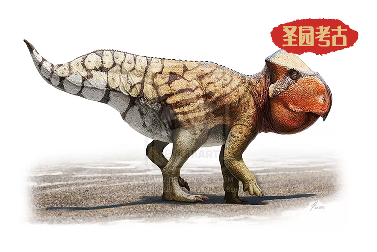 恐龙考古模型
